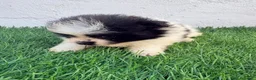 Pomerania perros en venta: Pomerania - Anuncio 14