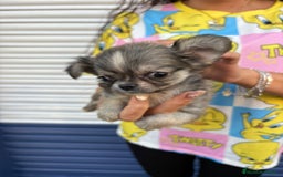 Chihuahua perros en venta: Impresionante chihuahua pelo largo - Imagen 5