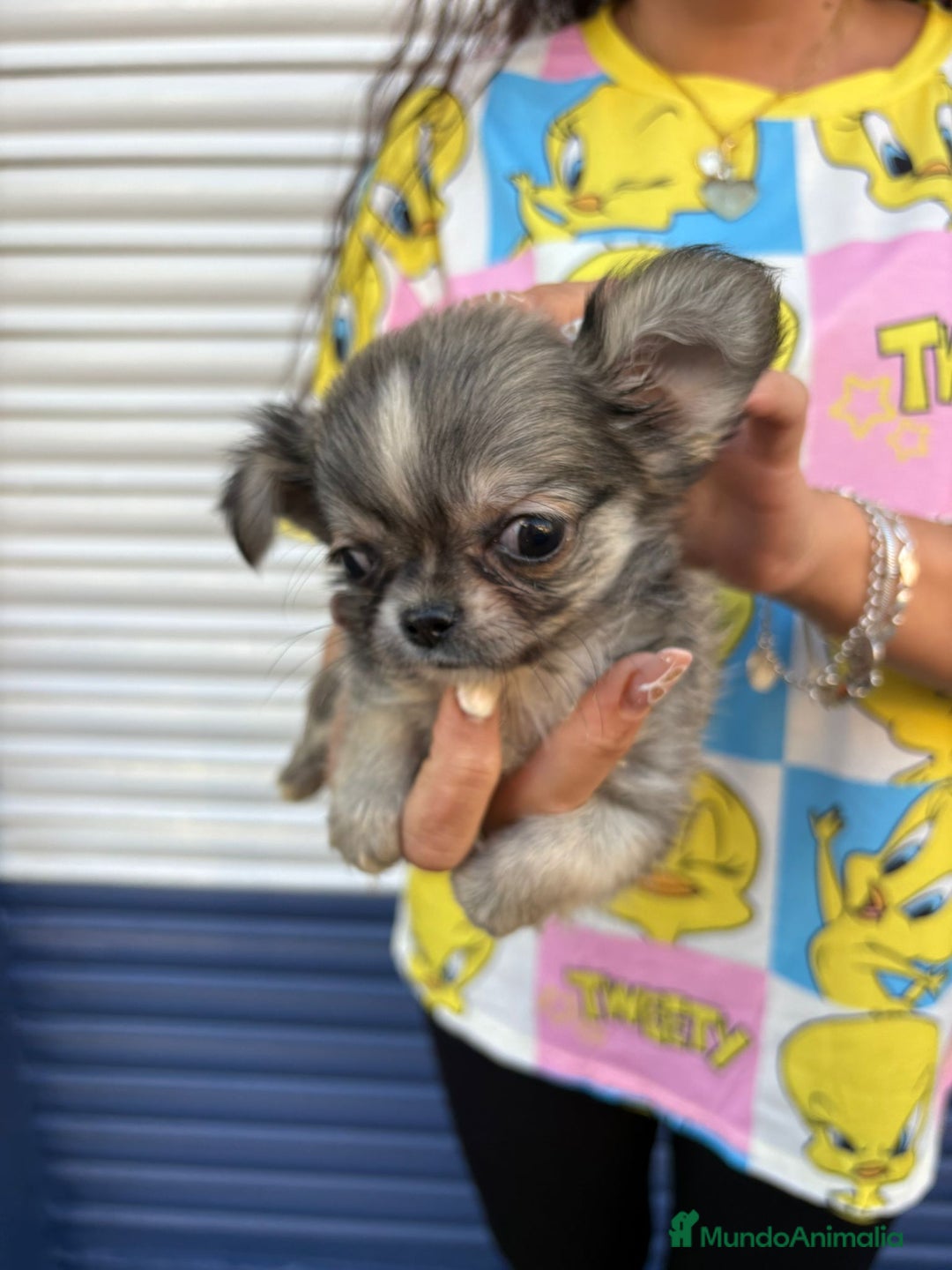 Chihuahua perros en venta: Impresionante chihuahua pelo largo - Imagen 5