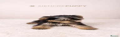 Yorkshire Terrier 2