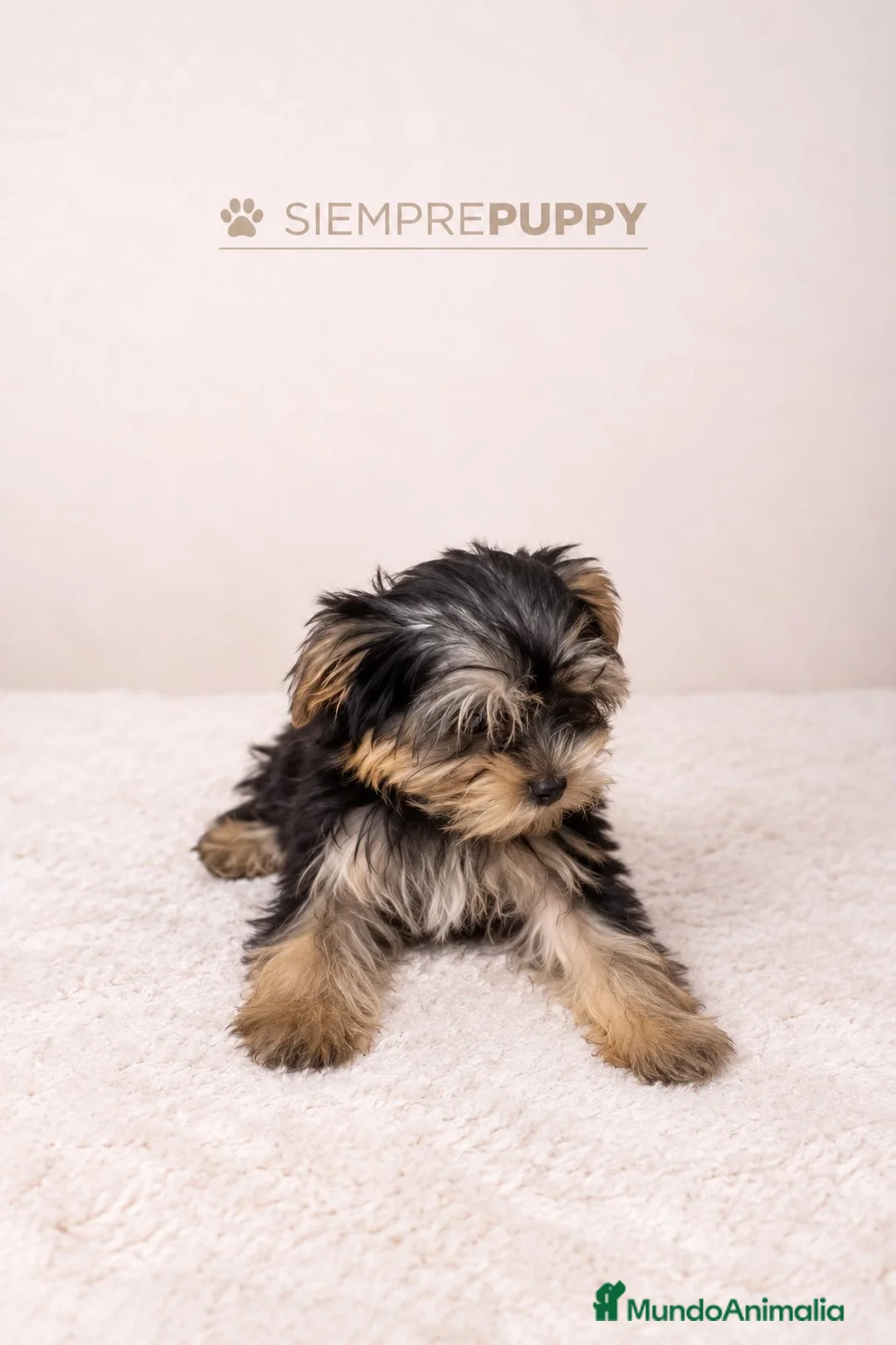 Yorkshire Terrier perros en venta: CACHORROS YORKSHIRE - Anuncio 2