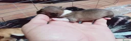 Chihuahua perros en venta: Camada Flapi Chihuahua  - Anuncio 3