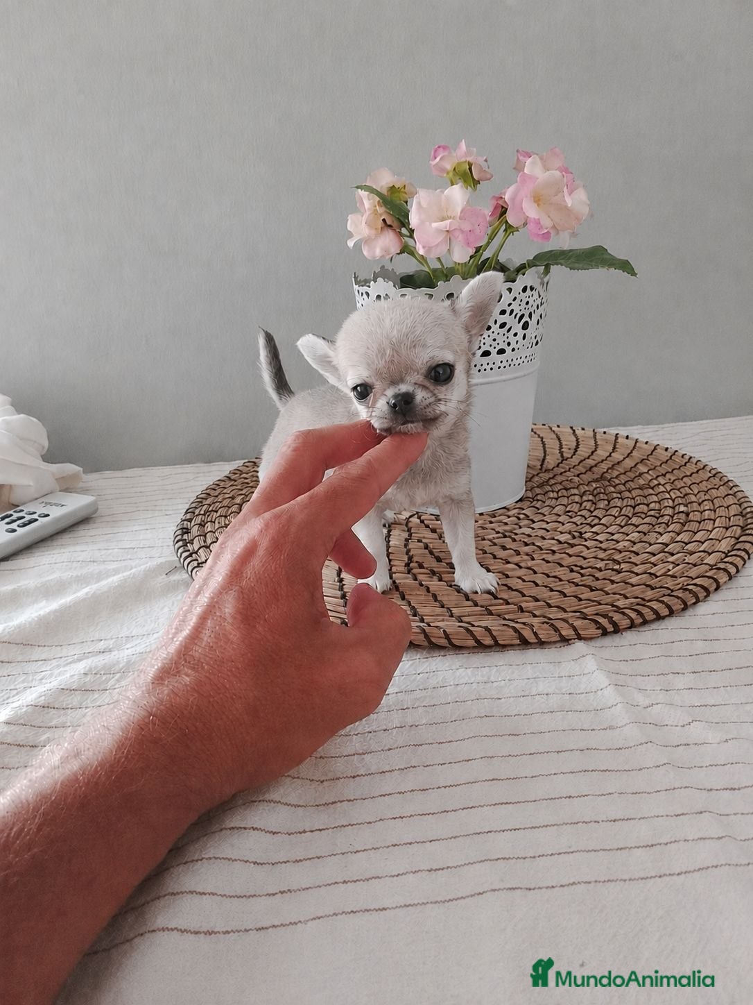 Chihuahua perros Chihuahua - Anuncio 1