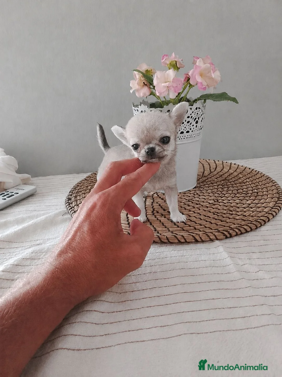 Chihuahua perros en venta: Chihuahua - Anuncio 1