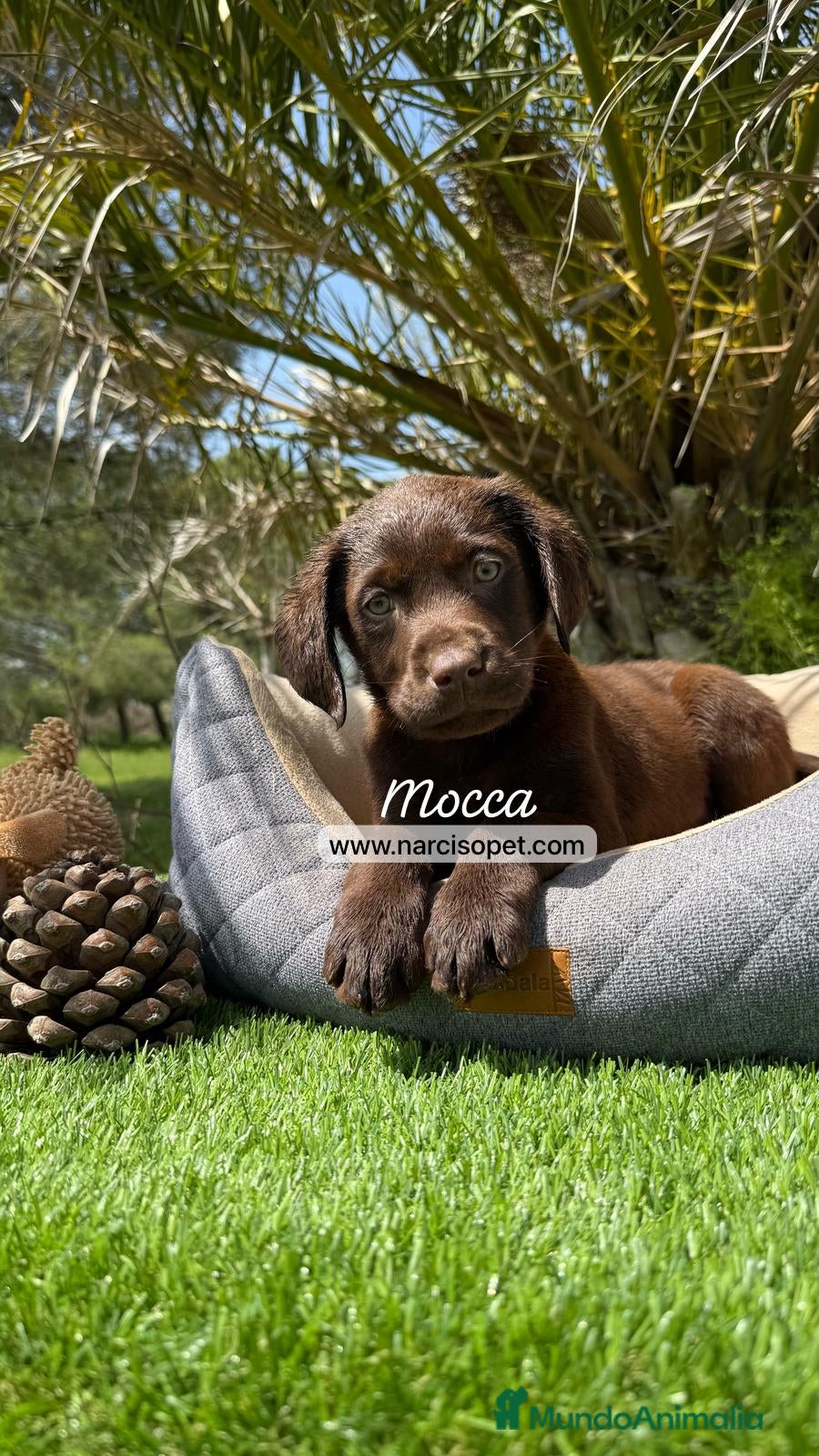 Labrador Retriever perros LABRADOR CHOCOLATE HEMBRA en Asturias - Anuncio 3