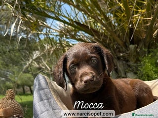 Labrador Retriever perros en Asturias - Anuncio 3