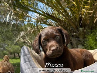 Labrador Retriever perros LABRADOR CHOCOLATE HEMBRA en Asturias - Anuncio 4