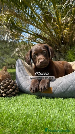 Labrador Retriever perros en Asturias - Anuncio 3