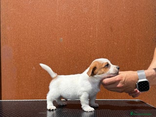 Jack Russell Terrier perros - Anuncio 3