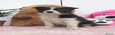 Border Collie 4
