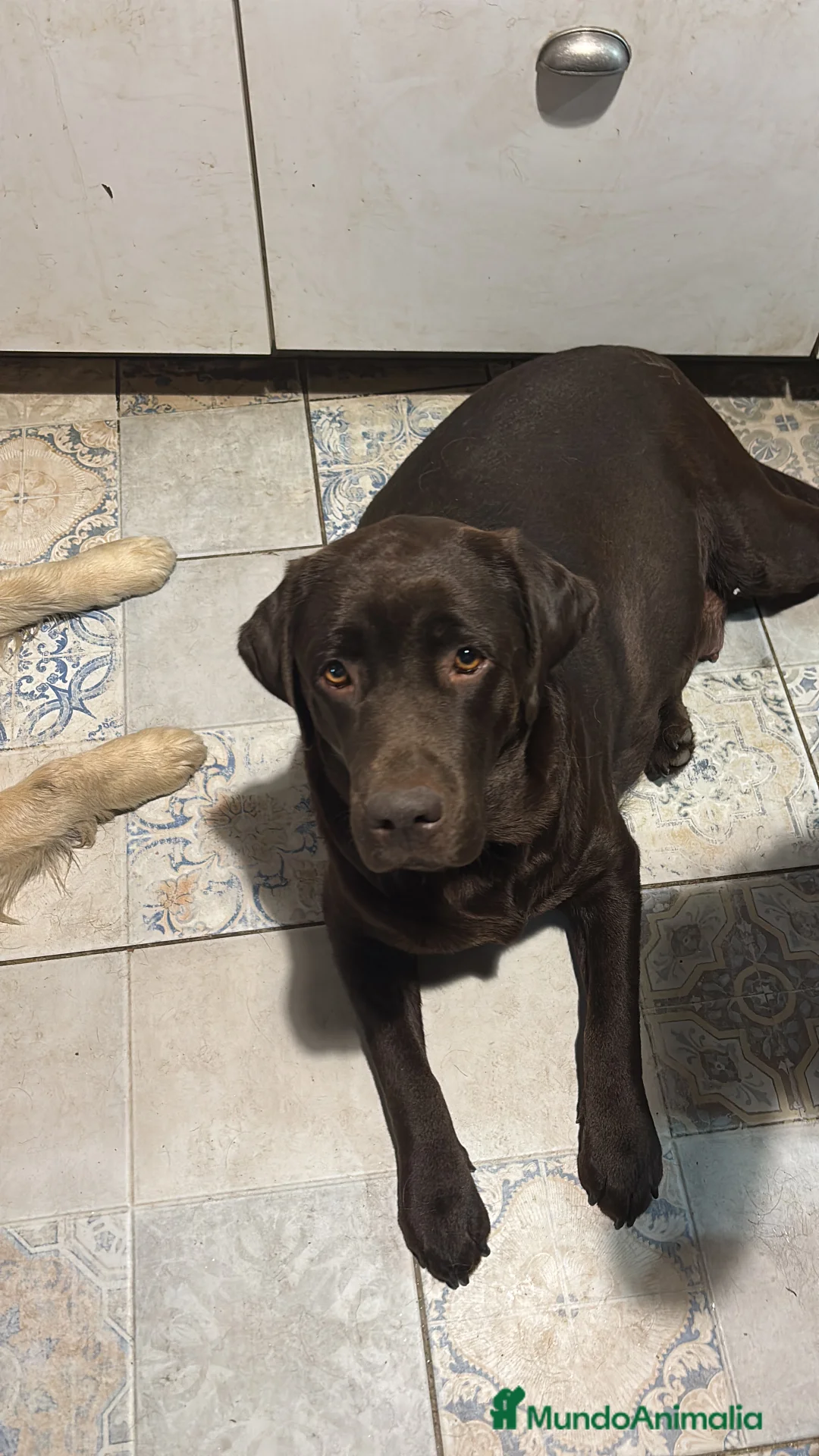 Labrador Retriever perros en venta: Última cachorrita  - Anuncio 2