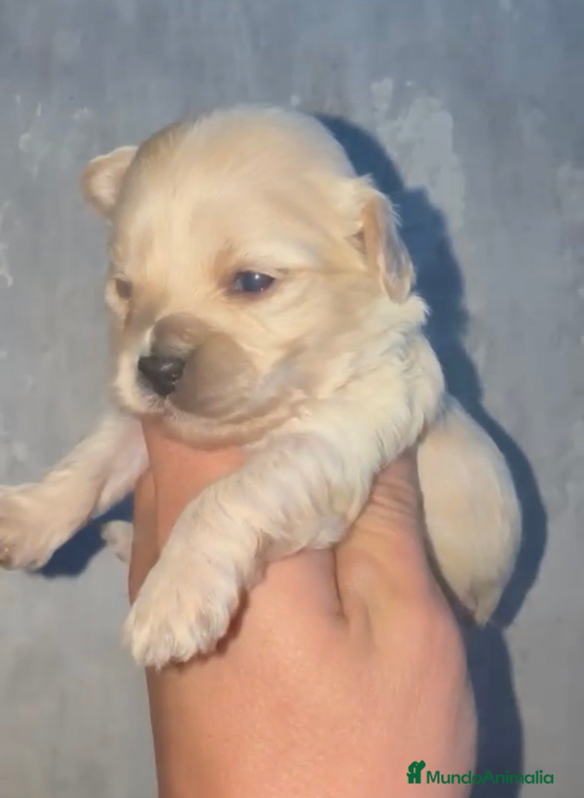 Maltipoo perros Preciosos Maltipoo listos para reservar en Sevilla - Anuncio 1