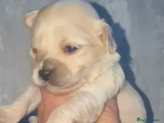 Maltipoo perros Preciosos Maltipoo listos para reservar en Sevilla - Anuncio 1