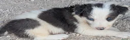 Border Collie perros en venta: Cachorros border collie  - Anuncio 3