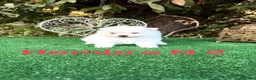 Pomerania perros en venta: Pomerania lulu osito peluditos Toy blancos  - Anuncio 3