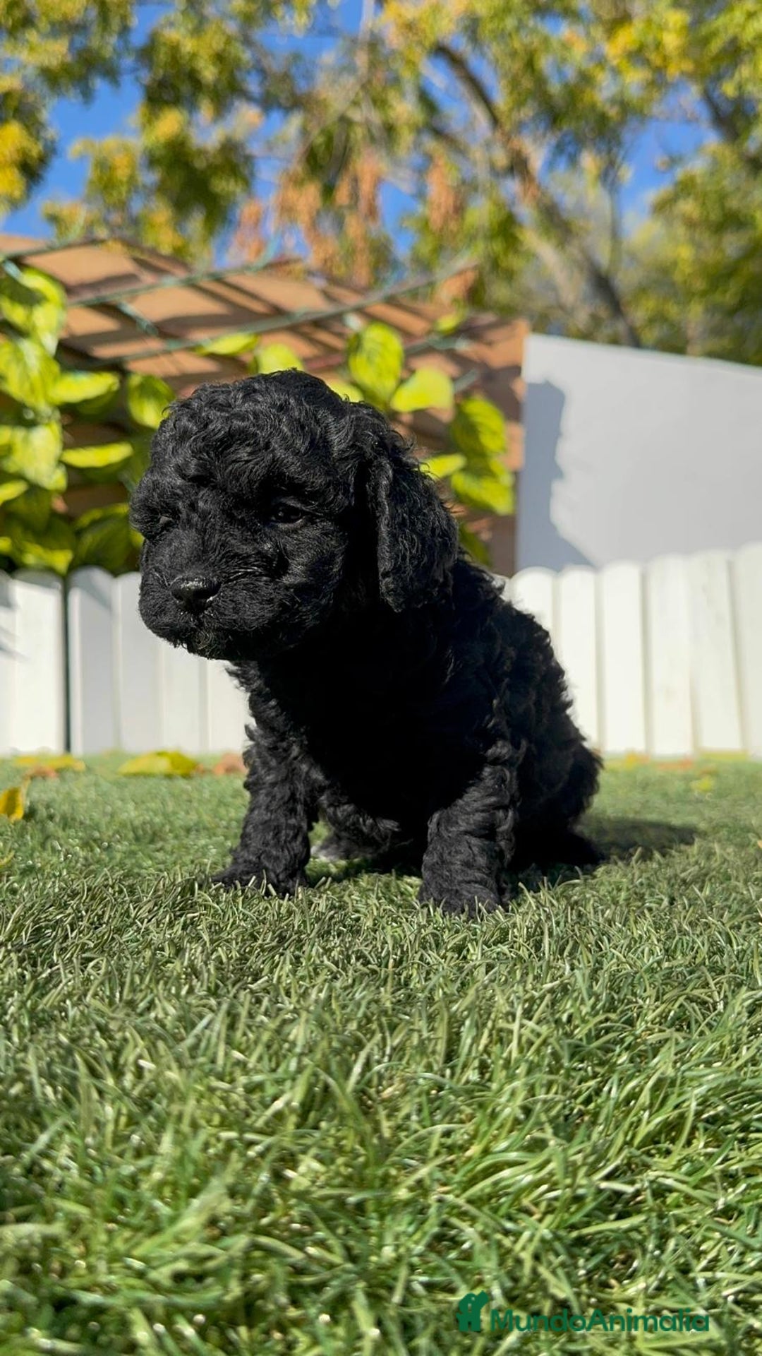 Caniche Toy perros en venta: CANICHE TOY HEMBRA - Anuncio 12