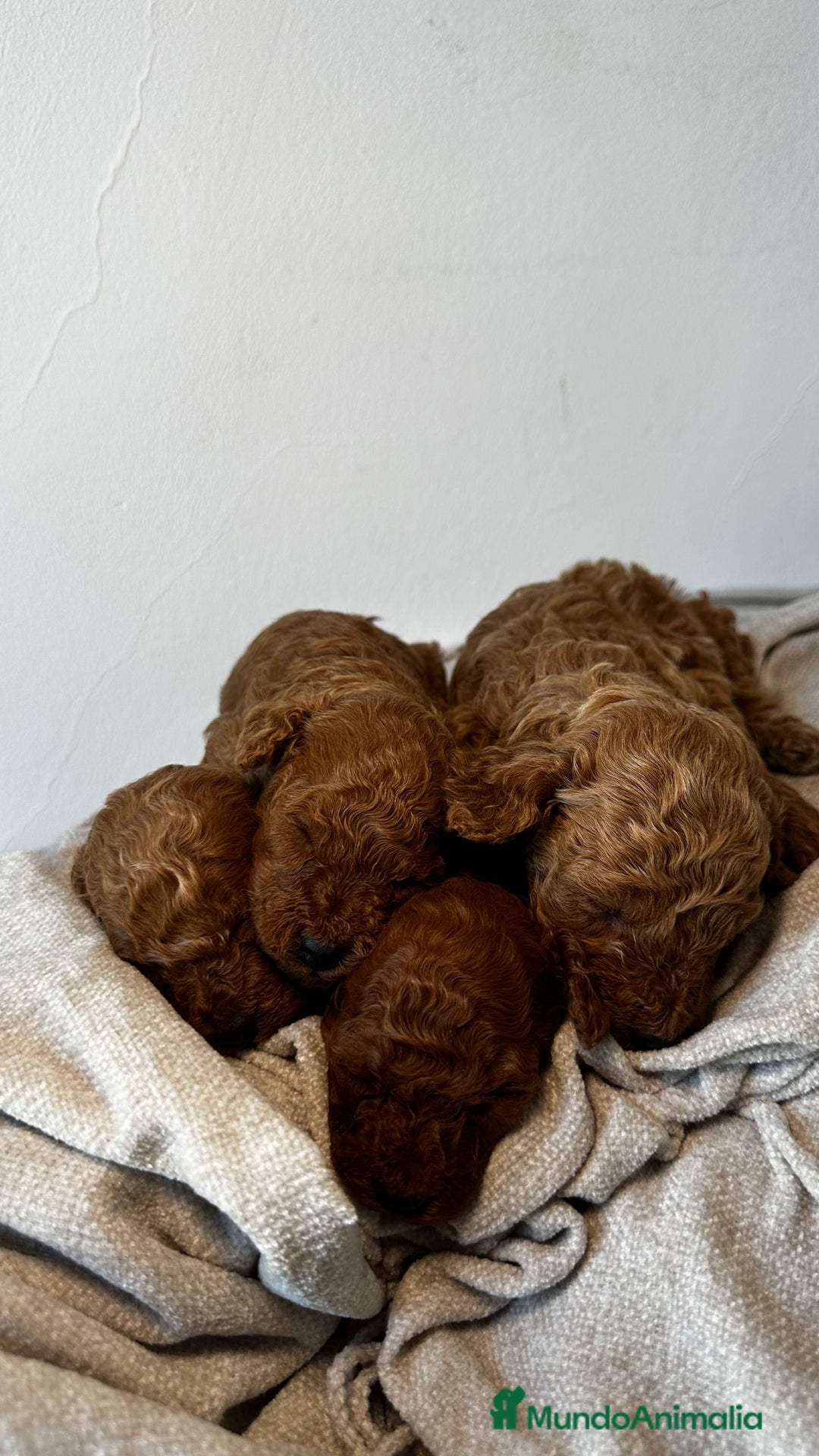 Caniche Toy perros en venta: 4 preciosos caniches toy rojos  - Imagen 1