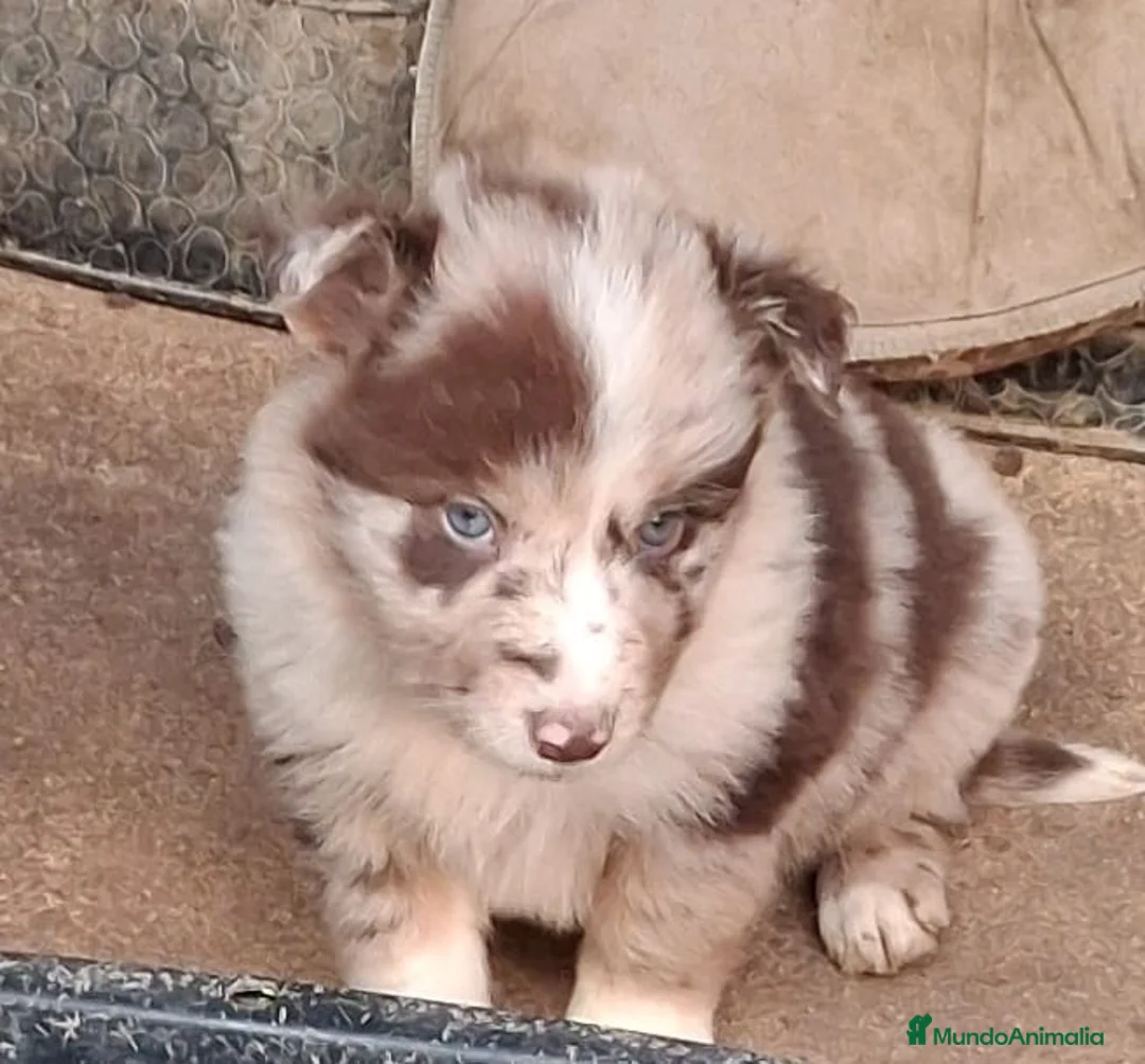 Border Collie perros en venta: Boder collie camada 1  - Anuncio 8