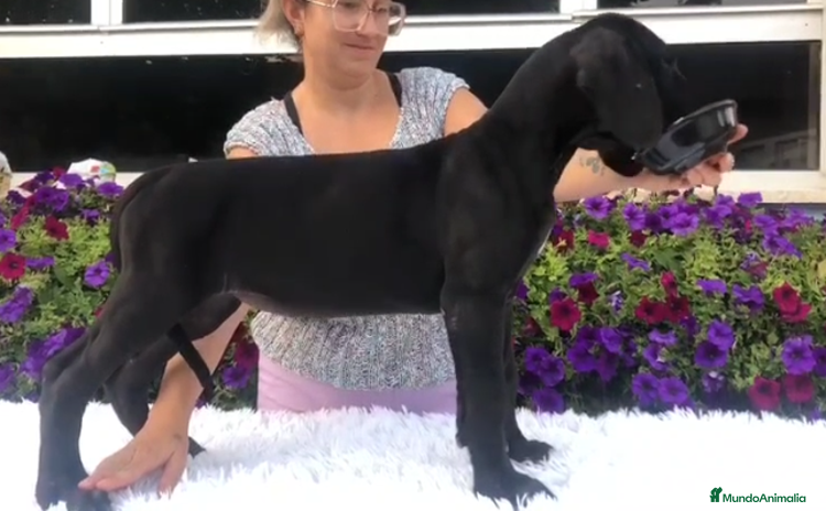 Dogo Alemán perros - Anuncio 1