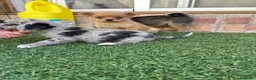 Pomchi perros en venta: Cruzaditos de chihuahua y pomerania  - Anuncio 17