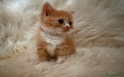 Británico de Pelo Corto gatos en venta: 🐾 Exclusiva gata British Shorthair - Imagen 2