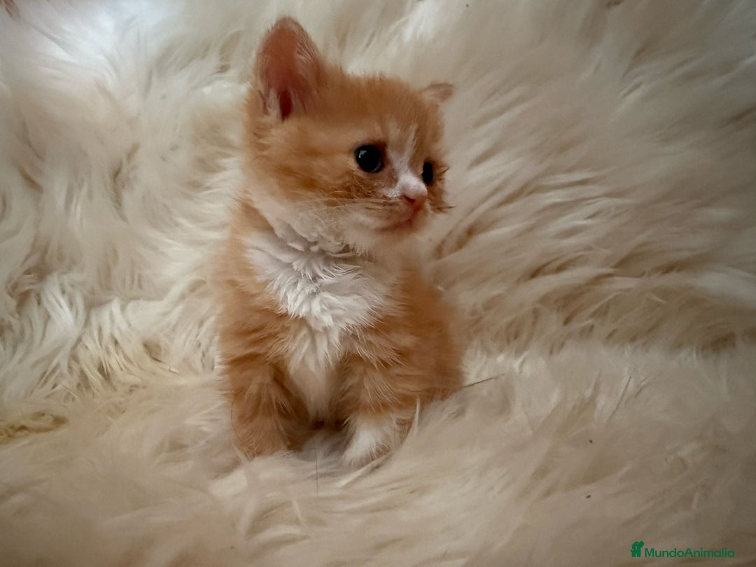 Británico de Pelo Corto gatos en venta: 🐾 Exclusiva gata British Shorthair - Imagen 2