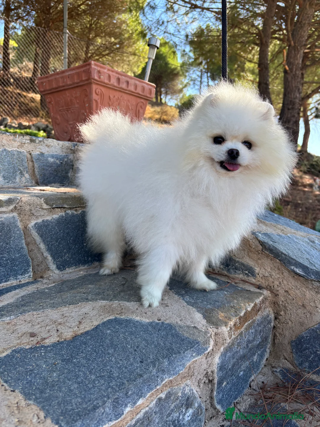 Pomerania perros en venta: Pomerania muy bonitos !!! - Anuncio 3