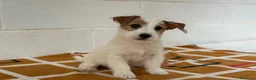 Jack Russell Terrier perros en venta: Extraordinarios Jack Russell Terrier de pelo duro - Anuncio 4