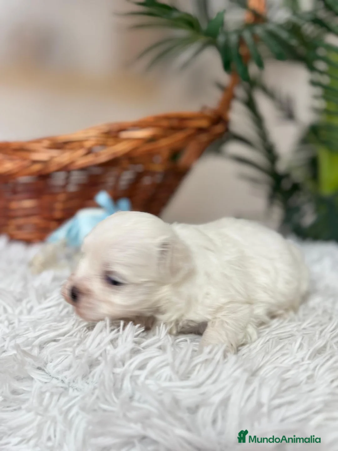 Bichón Maltés perros en venta: BICHON MALTES - Anuncio 11