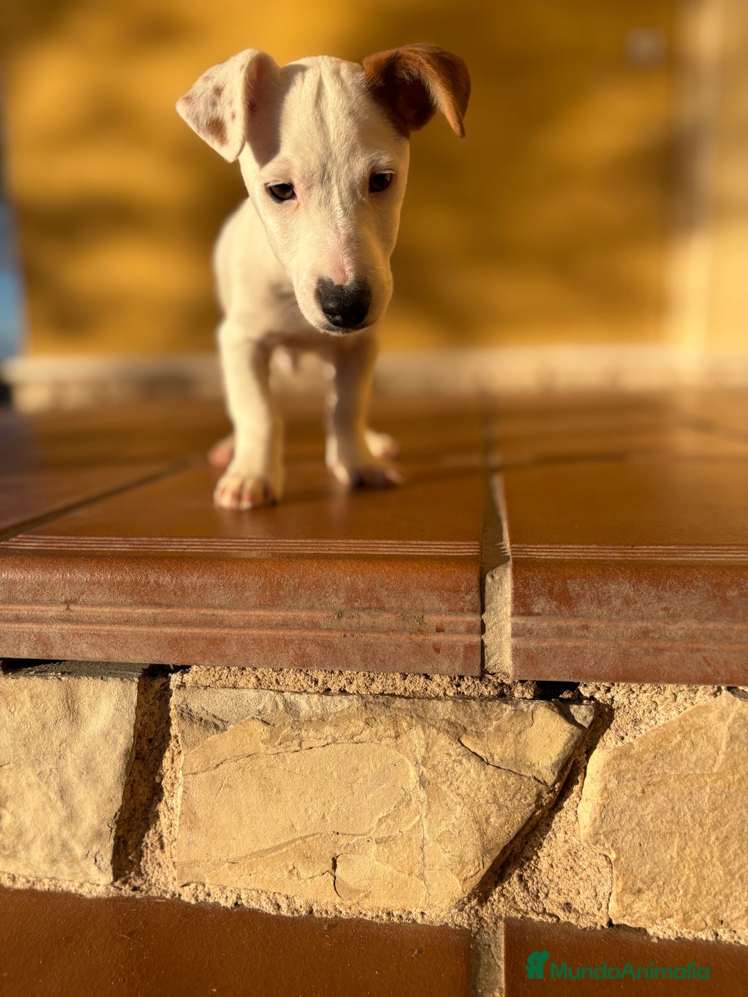 Jack Russell Terrier perros en venta: Cachorro macho de Jack Russell  - Anuncio 3