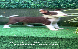 Border Collie perros en venta: Border Collie Chocolate - Imagen 20