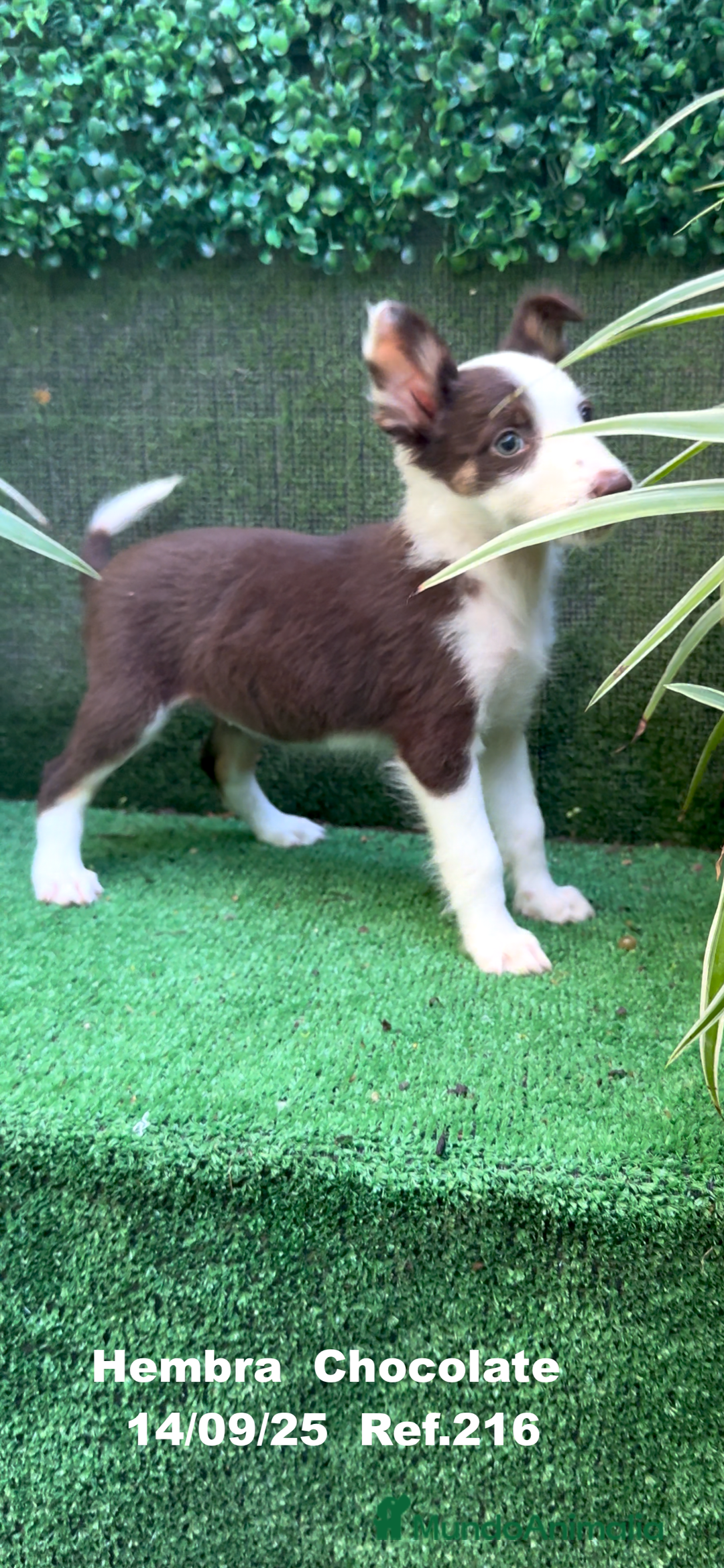 Border Collie perros en venta: Border Collie Chocolate - Imagen 20