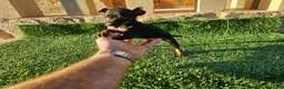 Pinscher Miniatura perros en venta: Mini pinscher miniatura - Anuncio 5