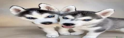 Husky Siberiano perros en venta: Husky siberiano  - Anuncio 3