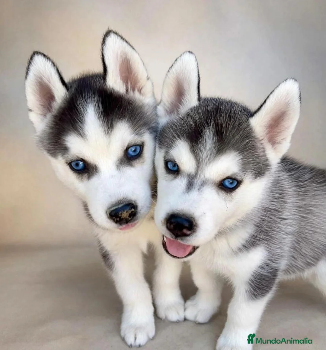 Husky Siberiano perros en venta: Husky siberiano  - Anuncio 3