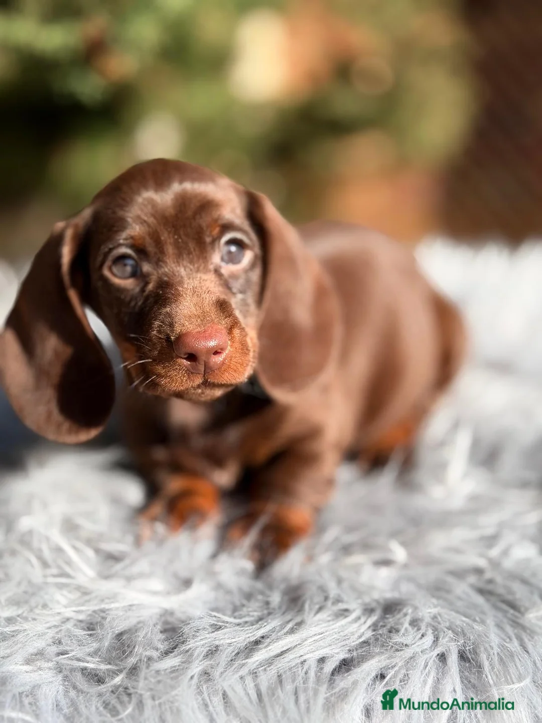 Teckel Miniatura perros en venta: CAMADA DE TECKEL MINIATURA - Anuncio 7