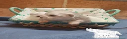 Bichón Maltés perros en venta: Machitos de Bichón Maltés  - Anuncio 5
