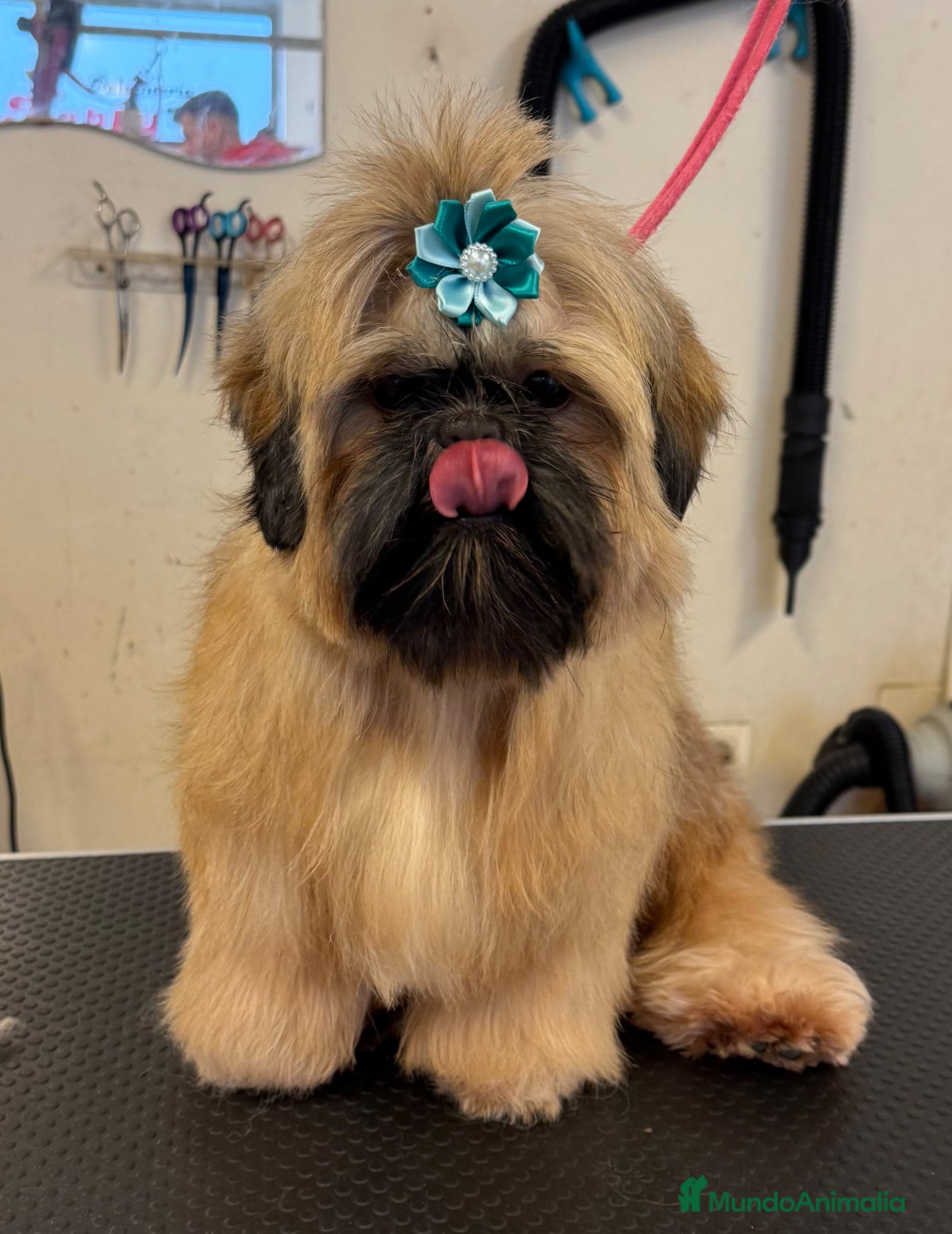 Shih Tzu perros Macho shihtzu máscara negra cuerpo dorado - Anuncio 1