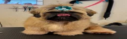 Shih Tzu perros en venta: Macho shihtzu máscara negra cuerpo dorado - Anuncio 1