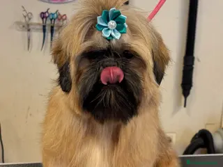 Shih Tzu perros Macho shihtzu máscara negra cuerpo dorado - Anuncio 1