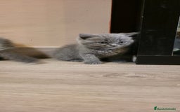 Scottish Straight gatos en venta: Scottish varias camadas  - Imagen 1
