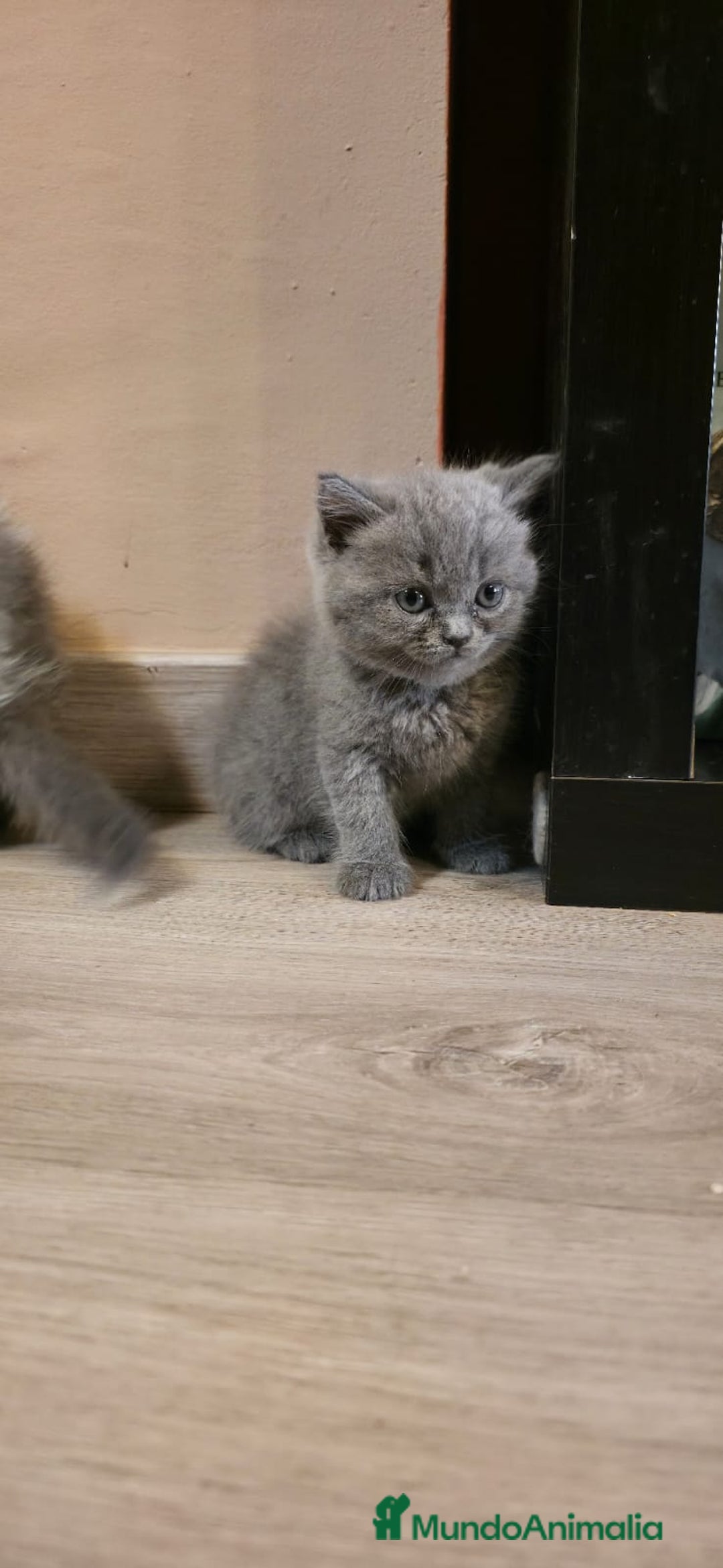 Scottish Straight gatos en venta: Scottish varias camadas  - Imagen 1
