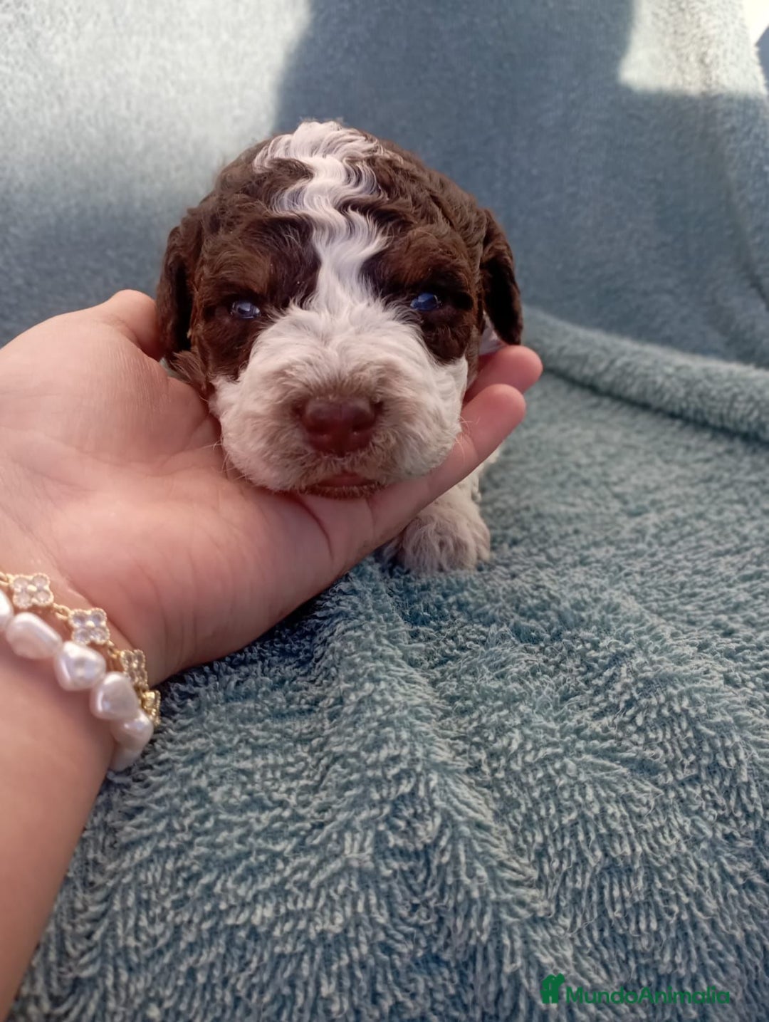 Perro de Agua Español perros en venta: Perros de agua  - Anuncio 2