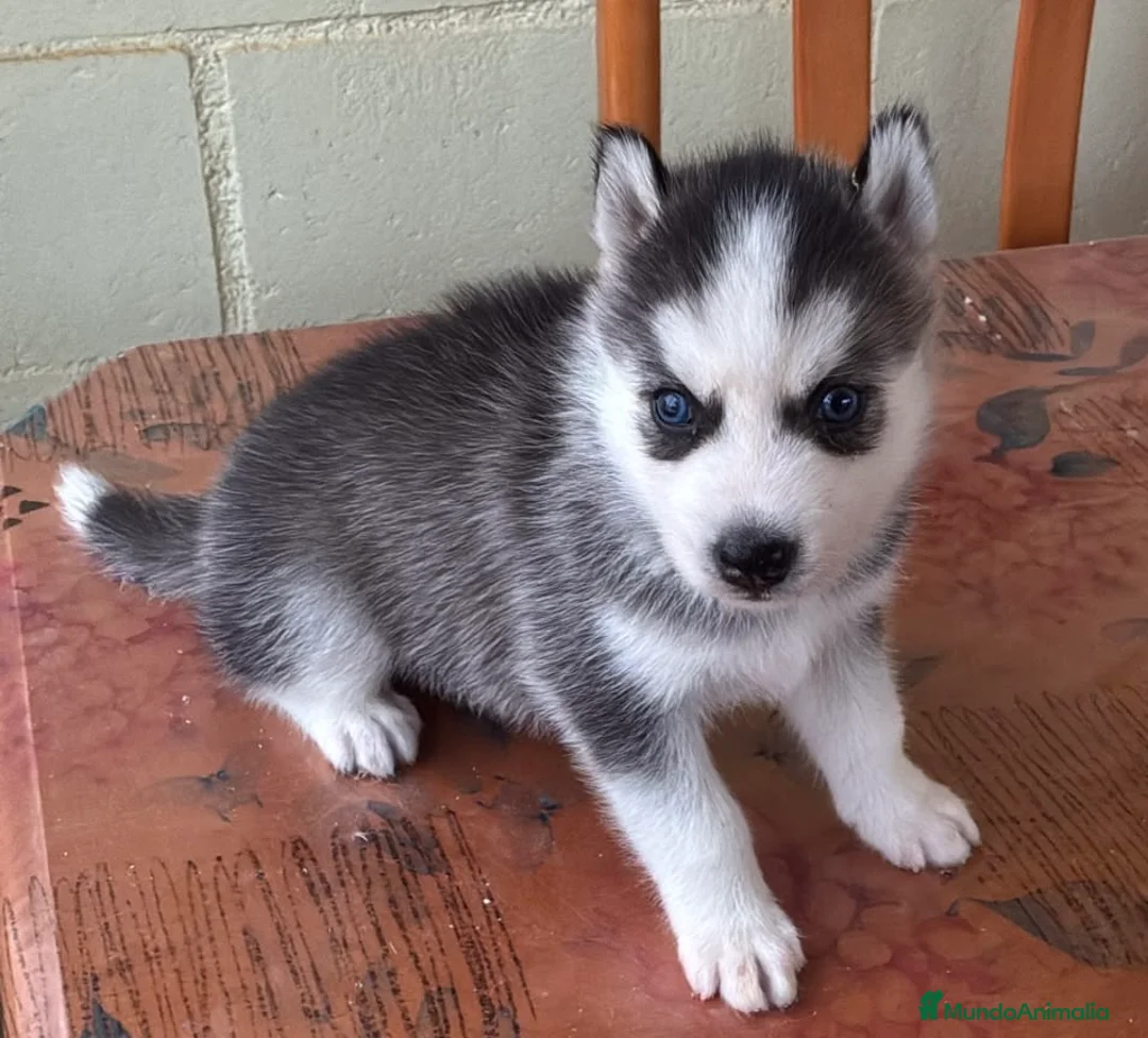 Husky Siberiano perros en venta: Husky Siberiano  - Anuncio 4