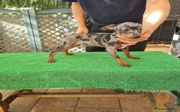 Ratón de Praga perros en venta: Raton de praga - Imagen 5