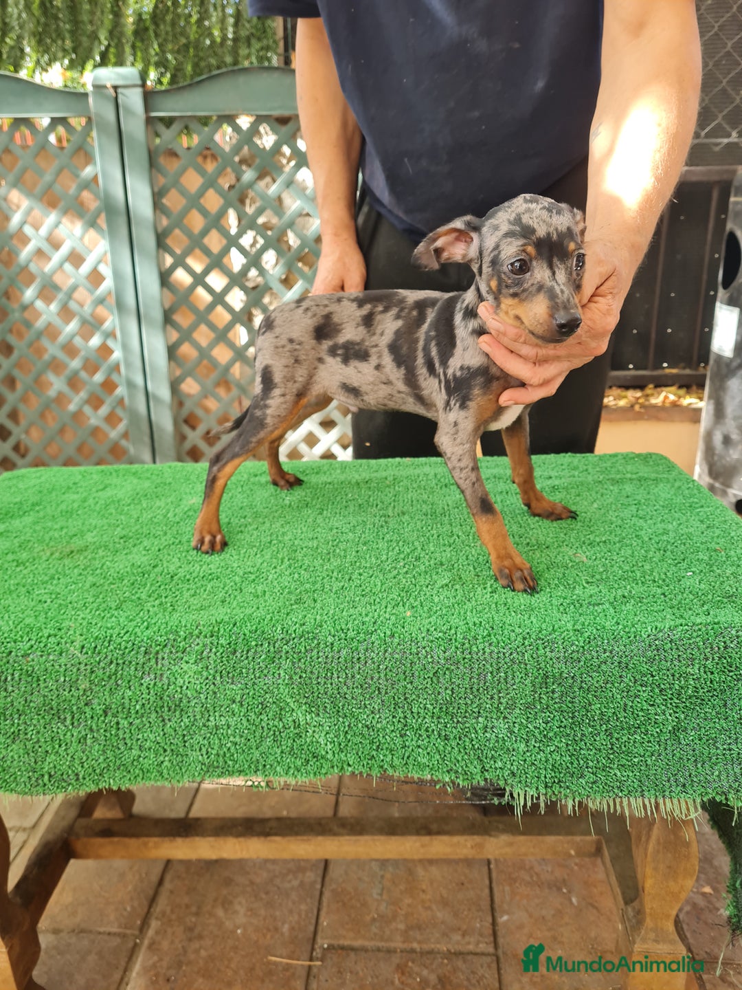 Ratón de Praga perros en venta: Raton de praga - Imagen 5