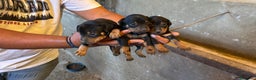 Pinscher Miniatura perros en venta: Pincher mini  - Anuncio 2