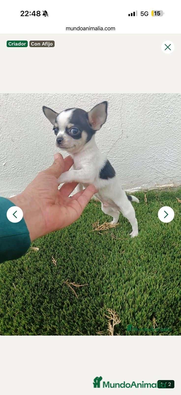 Chihuahua perros en venta: Machito de Chihuahua  - Anuncio 1