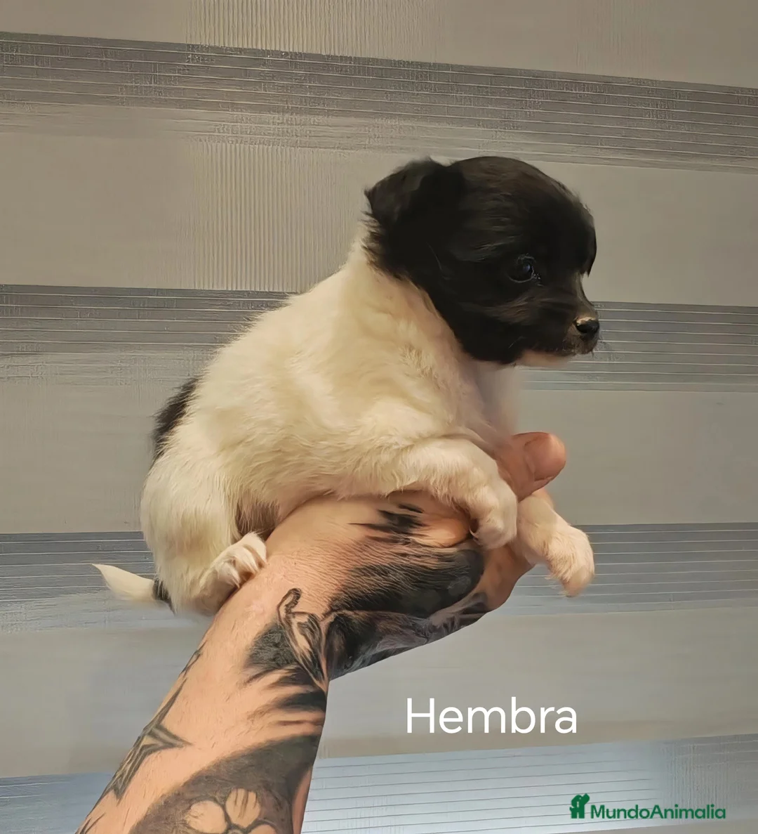 Chihuahua perros en venta: Disponible 2 Machos y 1 Hembra - Anuncio 2