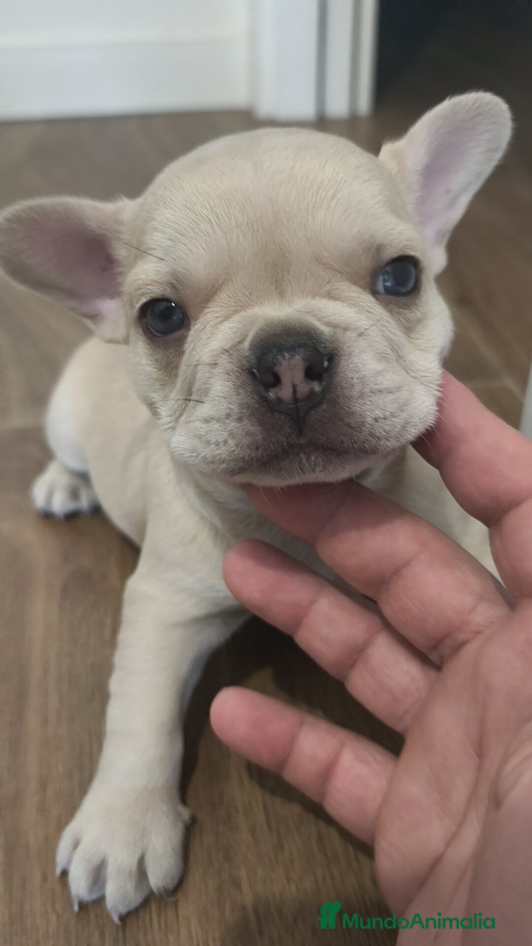Bulldog Francés perros en venta: Bulldog Francés Macho ojos azules espectacular!!! - Imagen 11